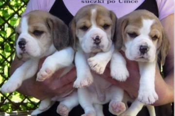 Beagle  Cucciole tricolore