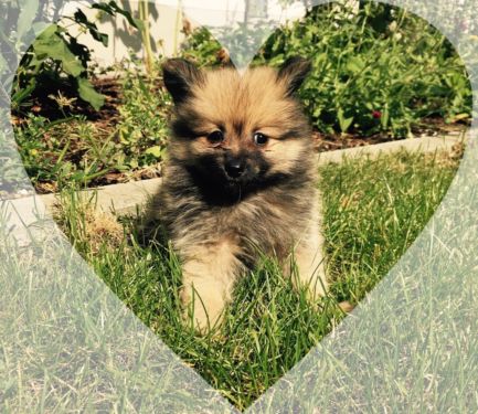  Regalo volpino di pomerania italiano CUCCIOLI  Adorabili volpino di pomerania cuccioli femminucce e