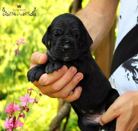Cuccioli di alano