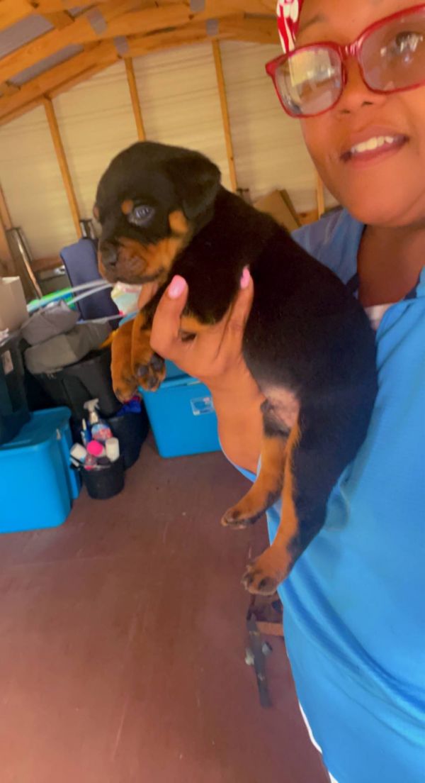 Rottweiler cuccioli introvabili cuccioli di Rottweiler intelligenti e dolcissimi attaccati al padron