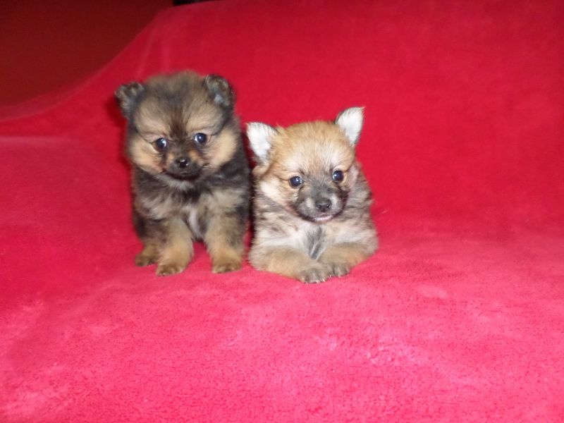  cuccioli di volpino pomeranian  per adozione ( maschio e femmina )