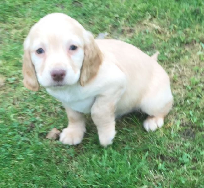  Cuccioli di cocker-spaniel ( gratis)