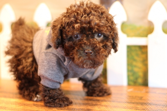 Regalo abbiamo cuccioli di barboncino