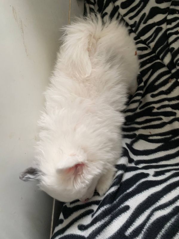   Bellissimi cuccioli di Volpino Pomerania E-MAIL  (marieiris783@gmail.com)