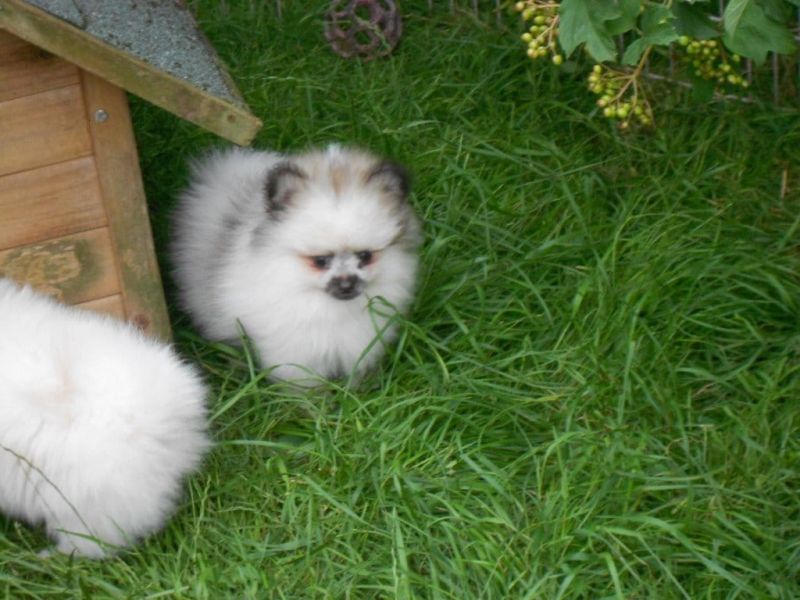   regalo cuccioli di volpino pomerania disponibili per l'adozione