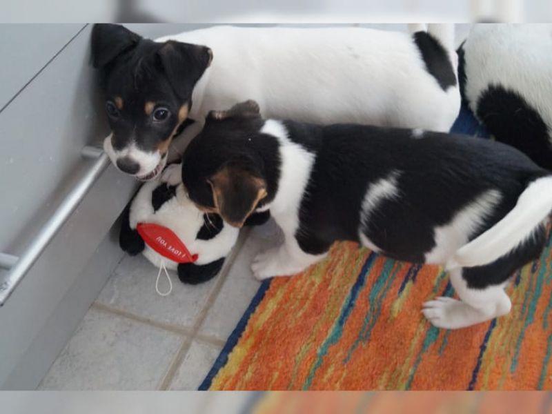 Regalo Jack Russell Terrier