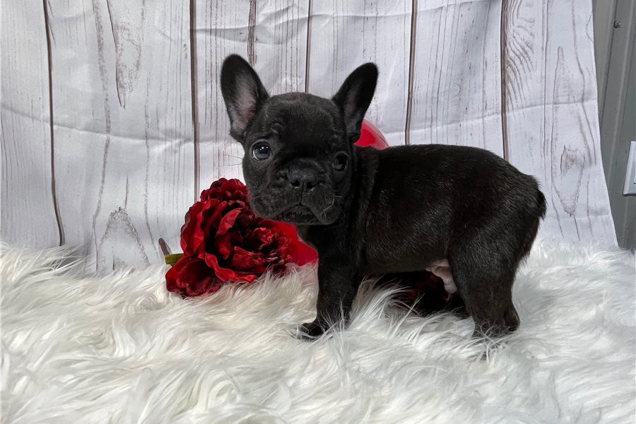 Regalo Bouledogue francese cuccioli