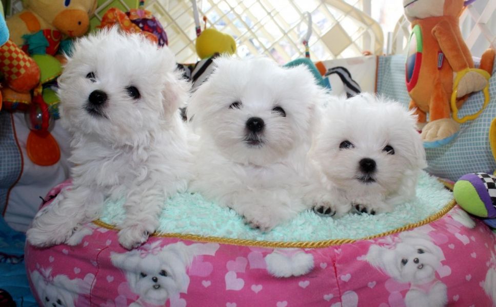 REGALO Dolci cuccioli Maltese per l'adozione abbiamo cuccioli Maltese molto felice e sorprendente. A