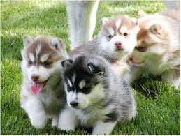 Regalo Cuccioli Siberian Husky 