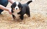 Splendidi cuccioli di Bovaro del Bernese, .