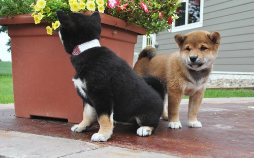 Shiba inu cuccioli in regalo