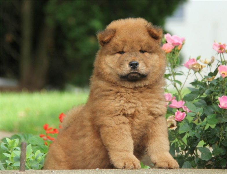  adorabili cuccioli di chow chow in regalo