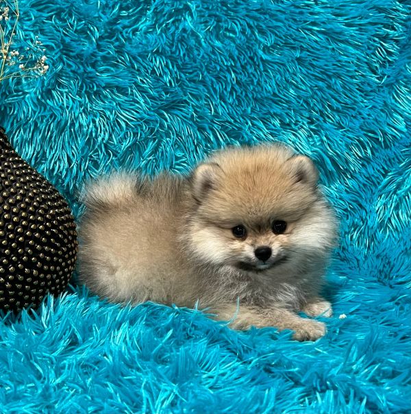   Bellissimi cuccioli di Volpino Pomerania E-MAIL  (marieiris783@gmail.com)