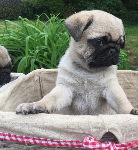 Regalo Cuccioli di Carlino