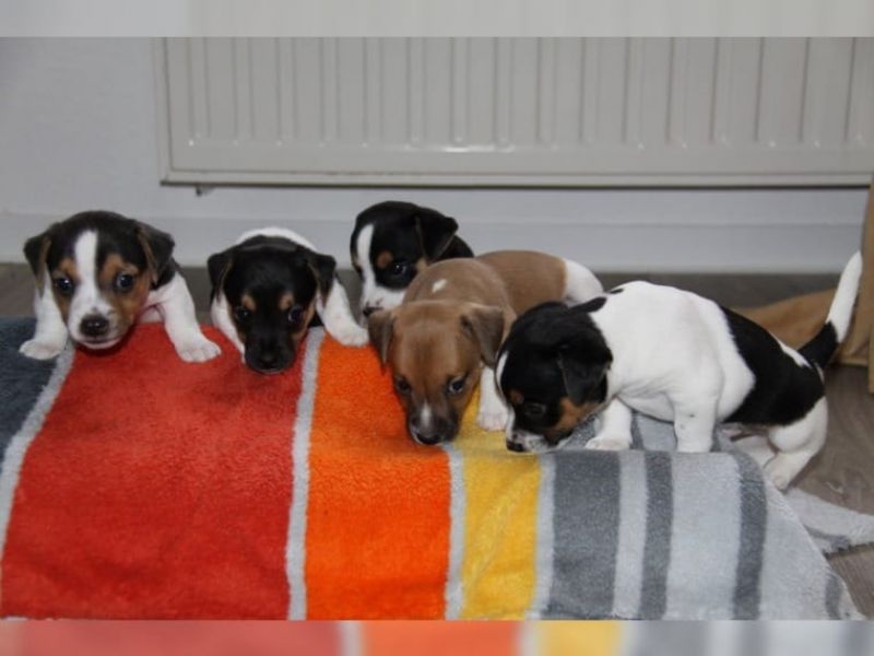 Regalo Jack Russell Terrier