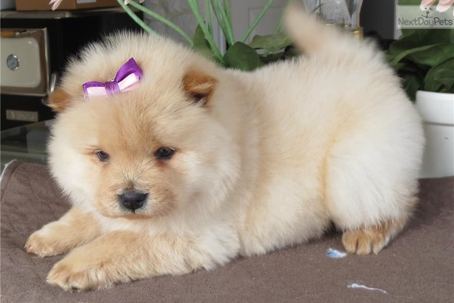  adorabili cuccioli di chow chow femminucce e maschietti disponibili 