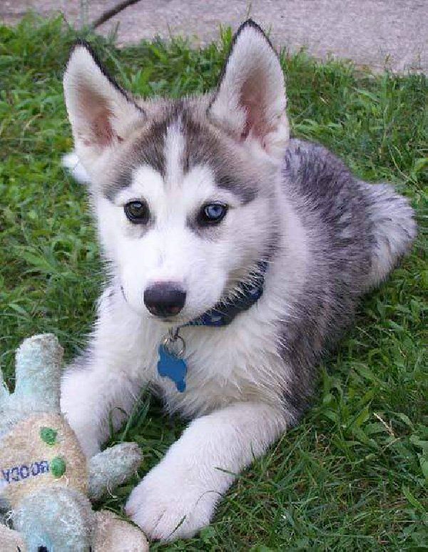  cuccioli di Sibarian husky  per adozione ( regalo  )