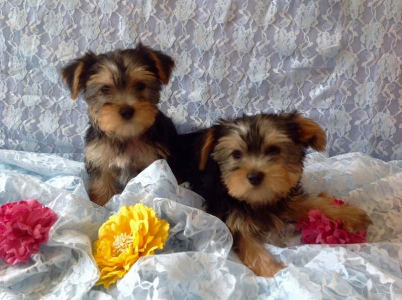 Bellissimi cuccioli di yorkshire 