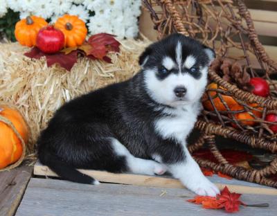 Regalo Cuccioli Siberian Husky 