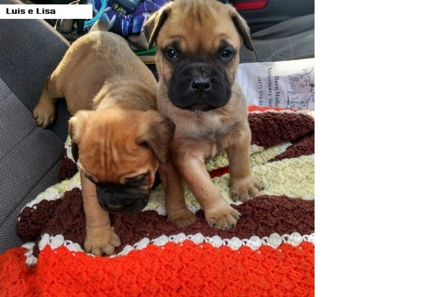 Regalo abbiamo cuccioli di BullMastiff