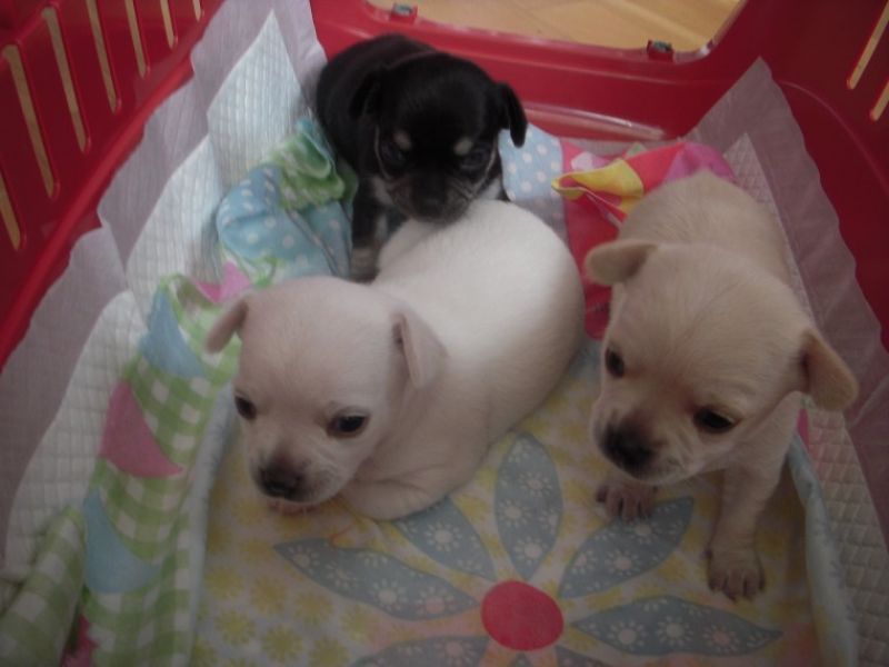 Regalo cuccioli di chihuahua Mini toy