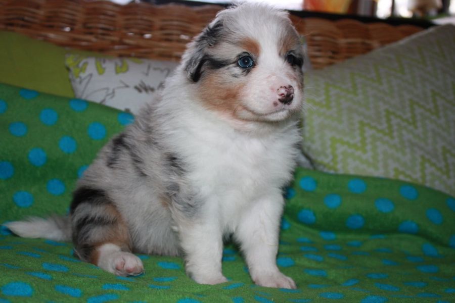 Molto bella e sani  cuccioli di AUSTRALIANO PASTORE per adozione maschi e femmine   disponibili (gra