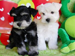   cuccioli di Miniature Schnauzer  per adozione ( maschio e femmina )