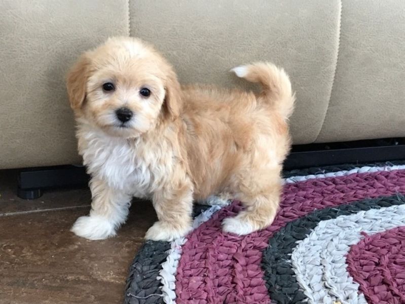 Regalo Cuccioli di Havanaise in pronta consegna