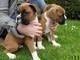 Clicca per ingrandire	cuccioli di Boxer maschi e femmine