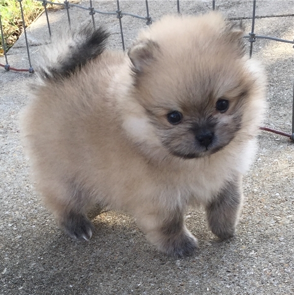 Adorabili cuccioli di Pomerania