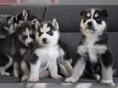 Regalo Cuccioli Siberian Husky 