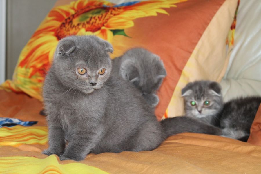 (GRATIS) Gattini scottish fold femmina e maschio