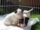 Cuccioli di Bull Terrier Standard