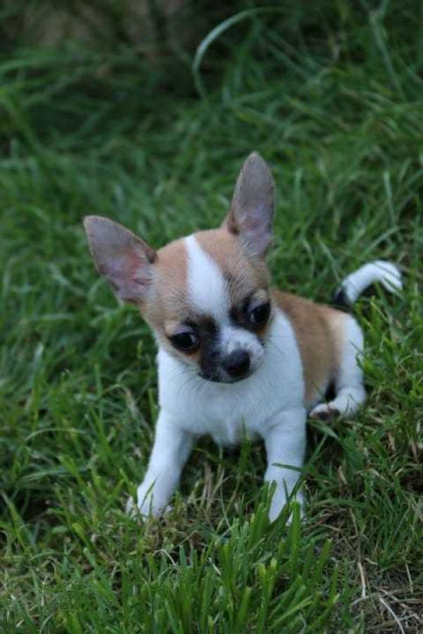  regalo cuccioli di chihuahua disponibili per l'adozione