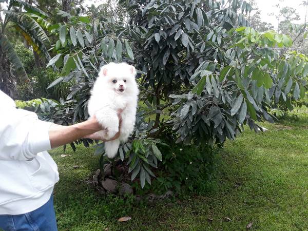Due Bellissimi cuccioli di Pomeranian, Maschietti e Femminucce,