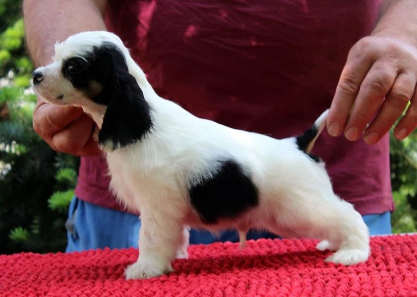  cuccioli di cocker-spaniel   per adozione ( regalo  )