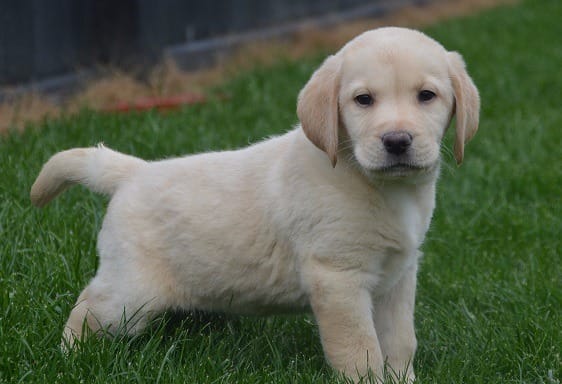  cuccioli di labrador  ( per regalo )