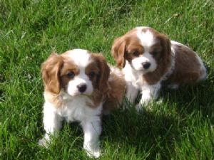 Cuccioli di cavalier king  per adozione ( regalo  )