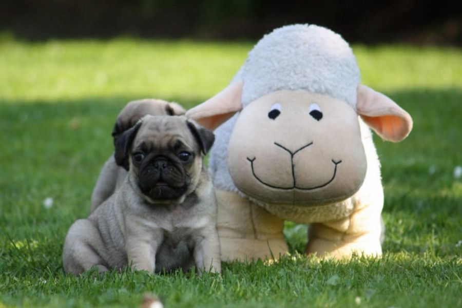  cuccioli di carlino  ( per regalo )