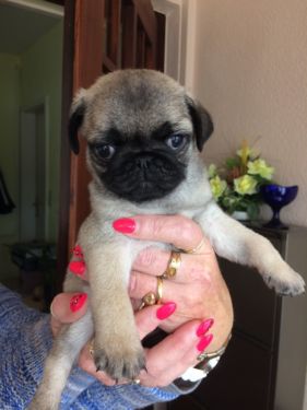 REGALO disponibile splendidi cuccioli di carlino   disponibile splendidi cuccioli di carlino da me a