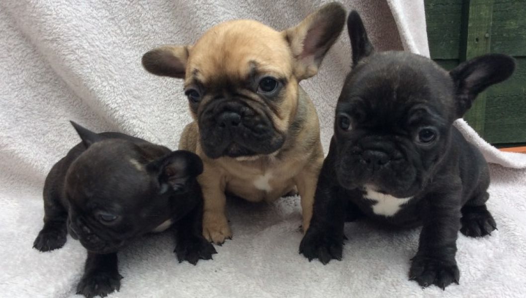 REGALO Cuccioli di Bulldog Francese