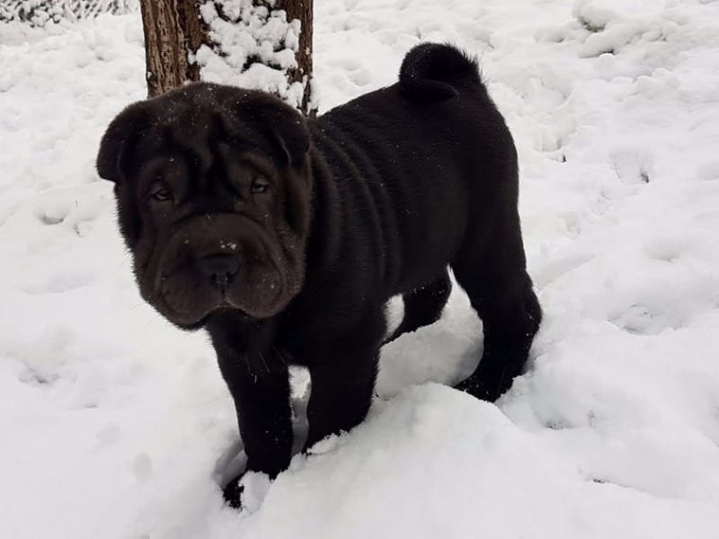 Adorabile maschio e femmina shar-pei cuccioli