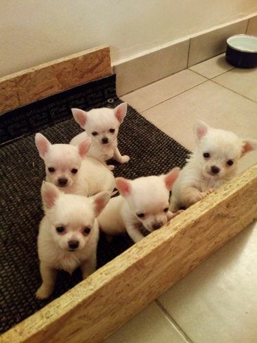 Chihuahua stupendi meravigliosi cuccioli privato vende