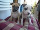 American Staffordshire Terrier Disponibili