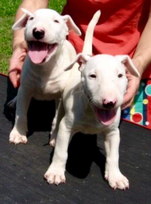 Molto bella e sani cuccioli di miniature bull terrier per adozione maschi e femmine disponibili (gra