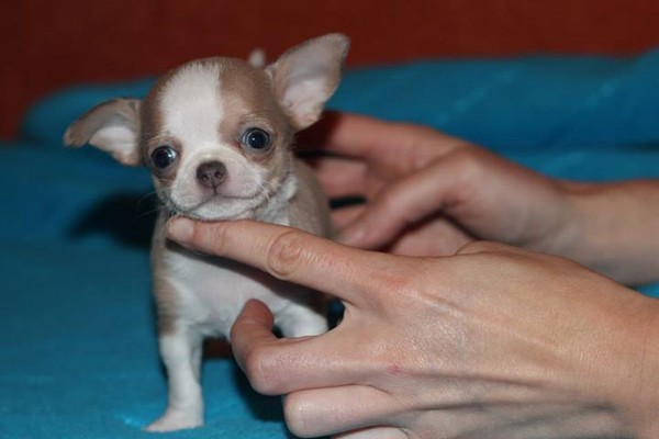 Cuccioli chihuahua stupefacenti disponibili