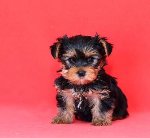 Regalo Abbiamo  avere amorevole Yorkie cuccioli per l'Adozione