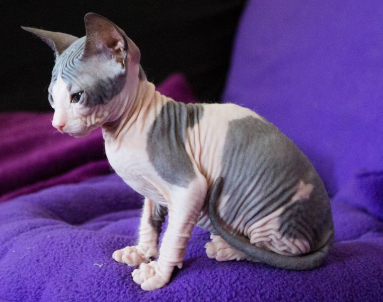 Gattini di Sphynx   ( per regalo )