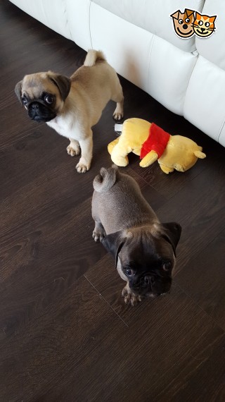   Regalo Cuccioli di Carlino