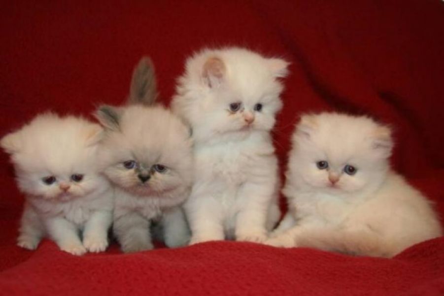 Adorabili gattini persiani